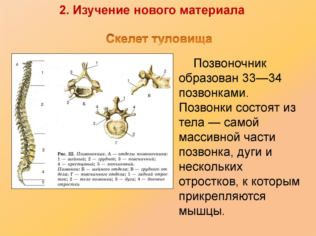 Биология скелет туловища. Скелет позвоночника. Строение позвонков. Биология 8 класс . Скелет человека позвонки. Скелет туловища. Скелет туловища человека позвоночник.