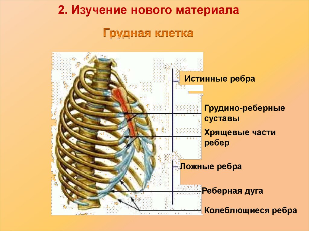 Какое строение грудной клетки. Грудино реберный сустав 2 ребра. Ребра истинные ложные колеблющиеся. Истинные ложные и колеблющиеся ребра на грудной клетке. Грудная клетка реберная дуга.