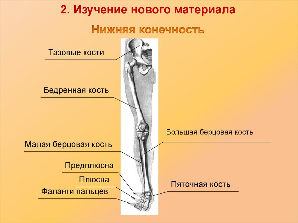 Берцовые кости человека фото на скелете