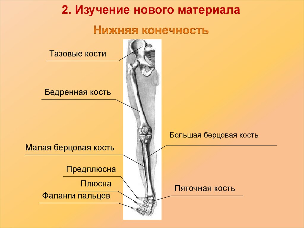 Большая берцовая. Большая берцовая и малая берцовая кость. Скелет человека. Большая и малая берцовая кость. Малая и большая берцовые кости у человека. Кость большая берцоваякрс.