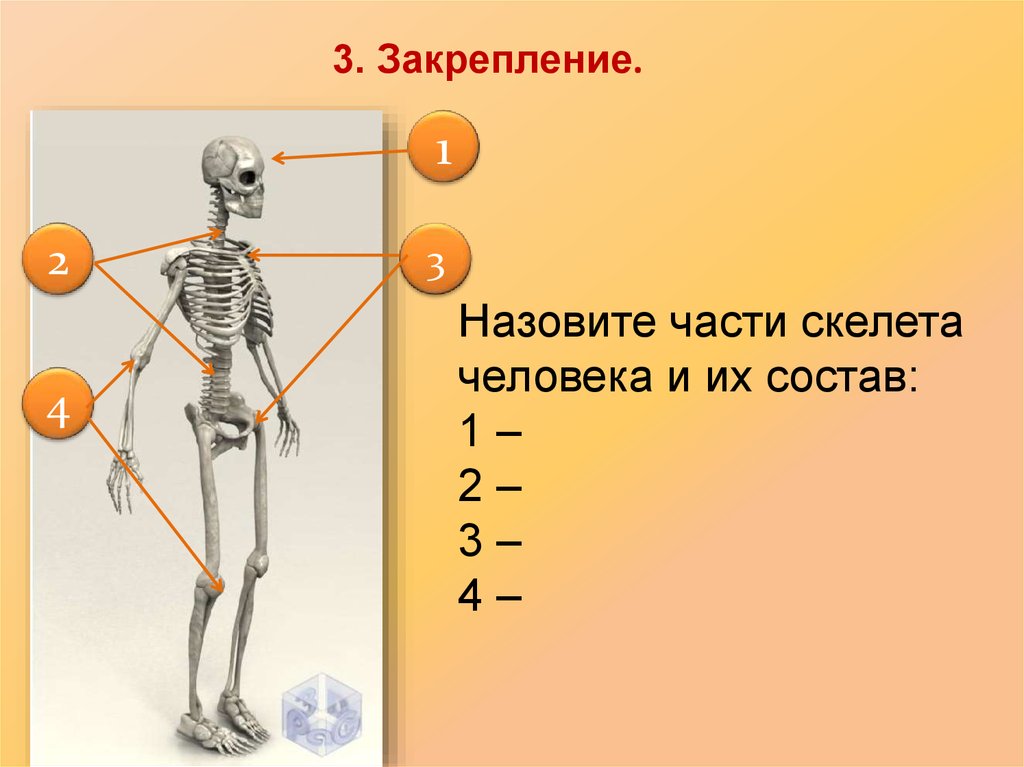 Про скелет человека. Части скелета человека окружающий мир 3 класс. Осевой скелет и скелет конечностей. Составные части скелета. Функции скелета человека.