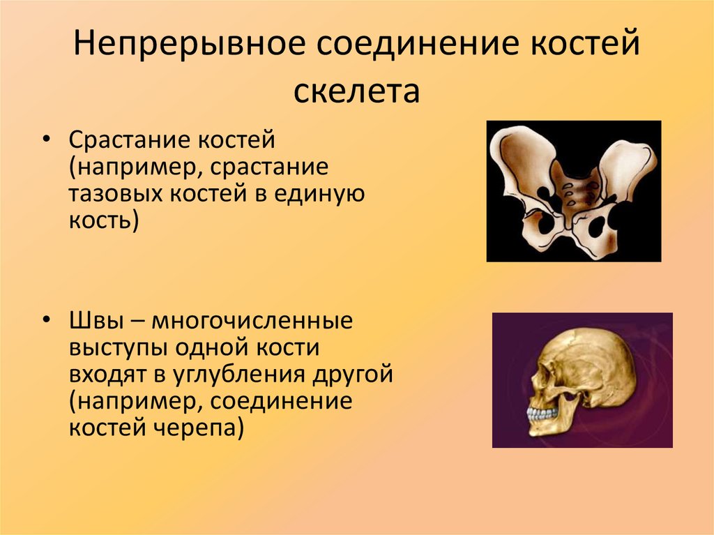 Непрерывные кости. Прерывные и непрерывные соединения костей. Соединение костей непрерывные и прерывные соединения костей. Соединение костей человека непрерывные прерывные. Типы соединений костей.непрерывные соединение костей.