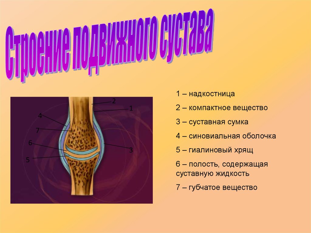 Надкостница. Синовиальная сумка надкостница. Суставная сумка жидкость. Надкостница скелет. Надкостница сустава.