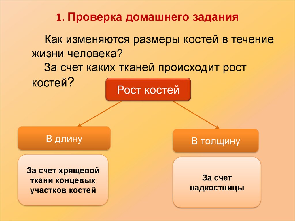 Рост кости в толщину за счет. Засчёт или за счёт. Рост костей в длину и толщину. Засчёт или за счёт правило. Кость растет в толщину за счет.