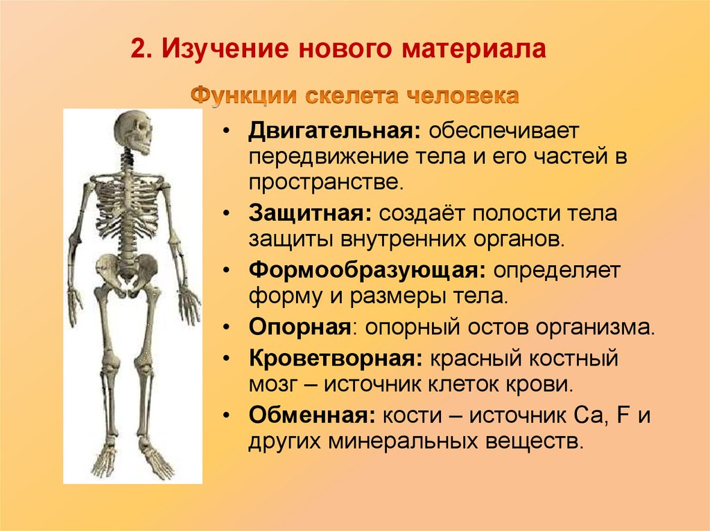 Презентация на тему скелет