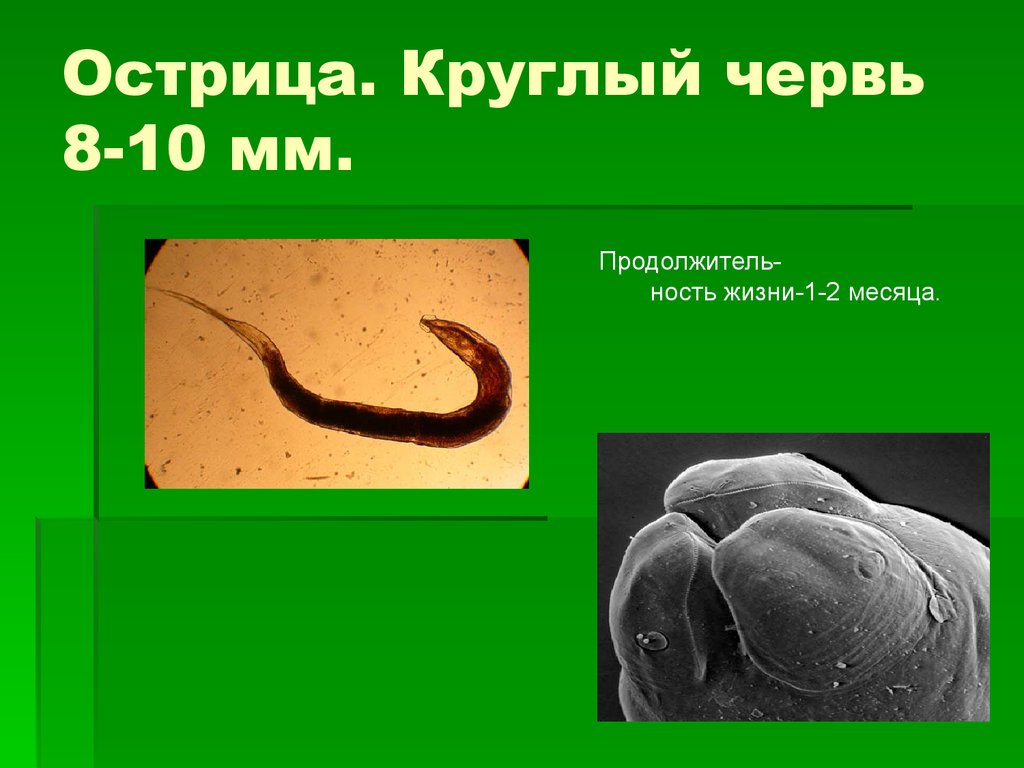 Круглый червь 8. Черви паразиты Острица. Круглые черви паразитические Острица.