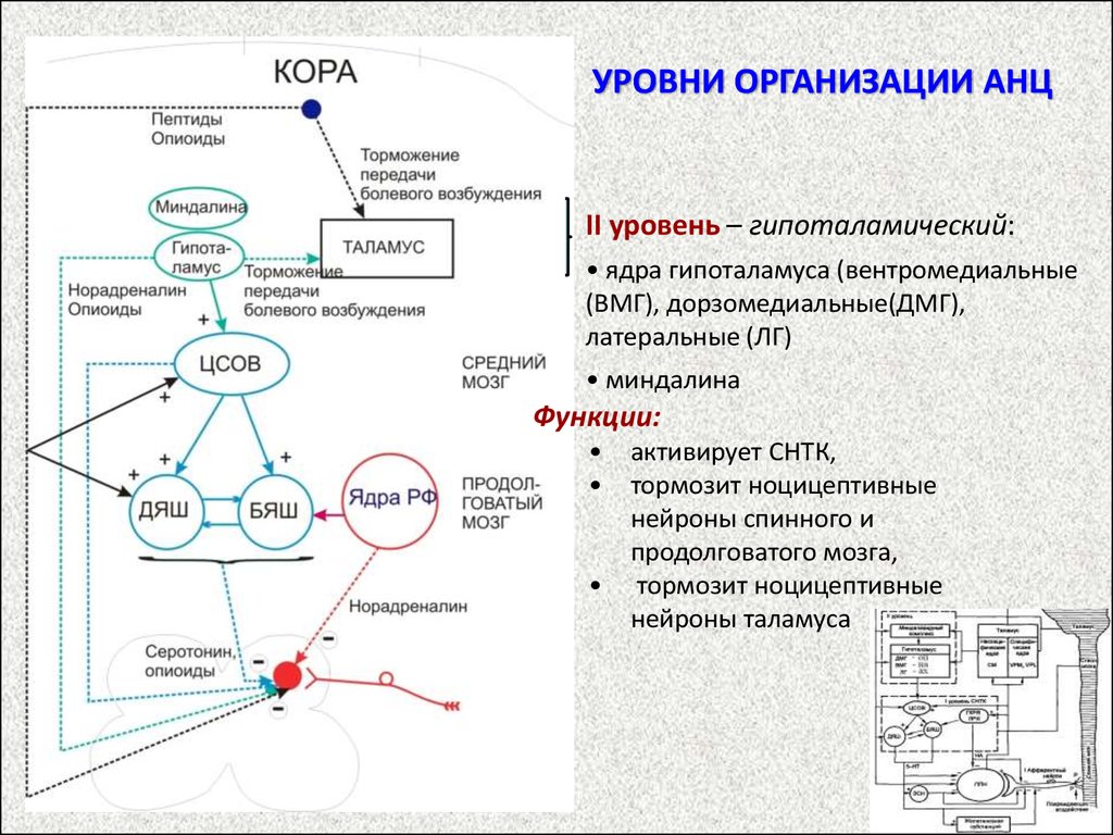 Неоспиноталамический путь схема