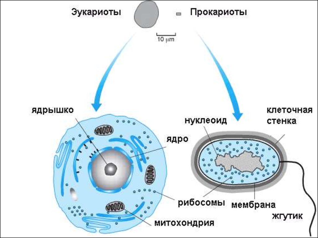 Прокариоты где. Клетки прокариот и эукариот. Строение эукариотической клетки и прокариотической клетки. Строение прокариотической и эукариотической клеток. Прокариоты и эукариоты.