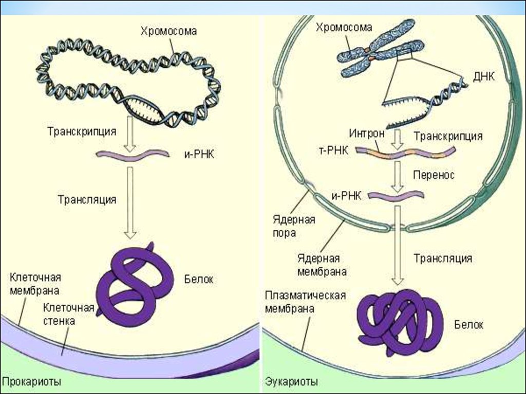 В клетках прокариот днк. Транскрипция Гена эукариот. Схема синтеза белка в бактерии. Схема транскрипции синтеза белка. Синтез белка у бактерий.