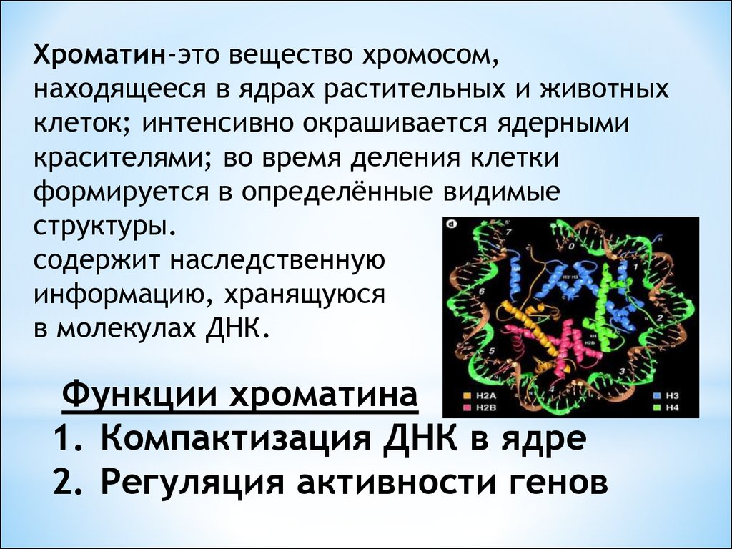 Молекулы днк находится в хромосомах. Хроматин. Хроматин функции. Функции хроматина в ядре. Строение ядра хроматин.