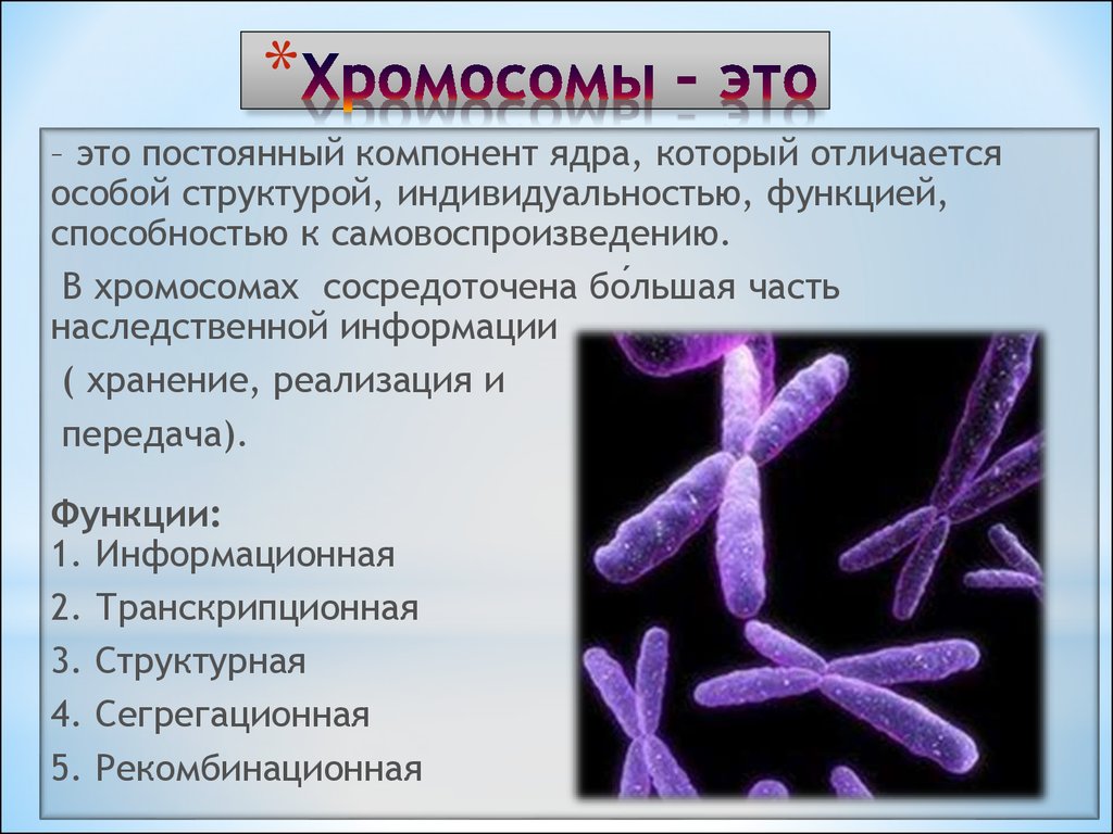 Хромосомы в растительной клетке. Хромосомный набор клетки строение и функции. Хромосомный набор клетки строение и функции таблица. Особенности строения хромосом. Хромосомы особенности строения и функции.