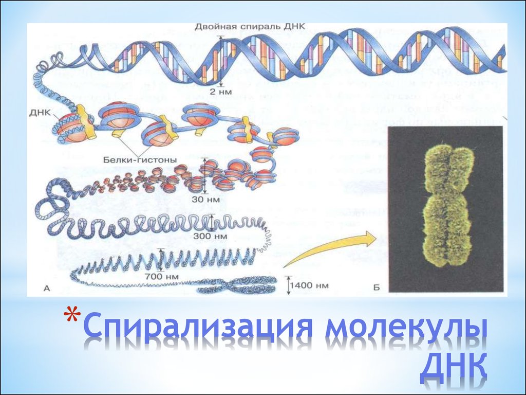 Молекулы днк находится в хромосомах. Спирализация хромосом. Процесс спирализации хромосом. Схема спирализации ДНК. Спирализация ДНК В хромосомы.