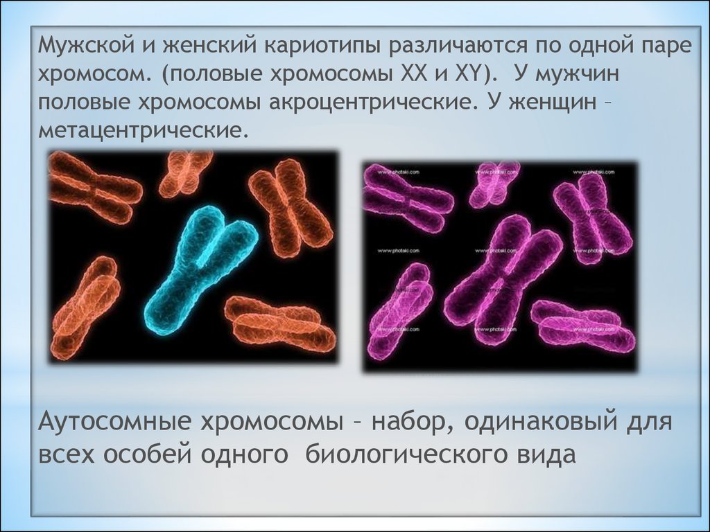 Х хромосома это мужская. Половые хромосомы. Женские и мужские хромосомы. Женские хромосгмв и муж. Женские хромосомы.