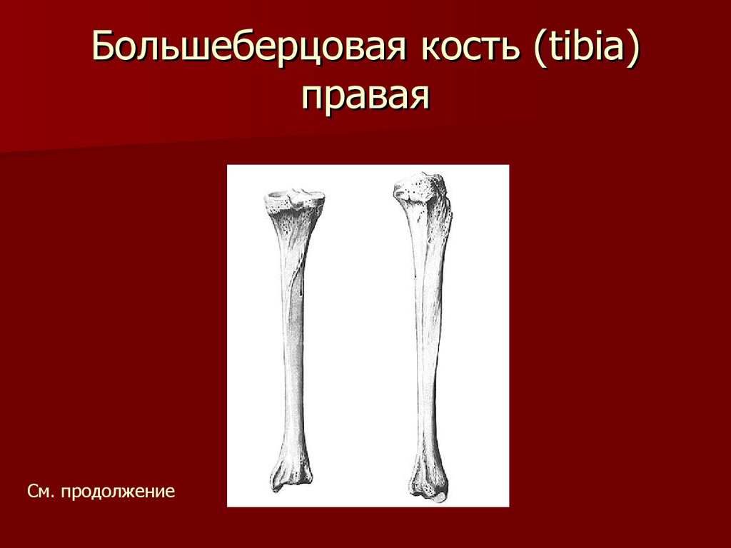 Костей левой голени. Кости голени большеберцовая кость. Кости голени малоберцовая кость. Большеберцовая кость анатомия. Большая берцовая кость анатомия человека.