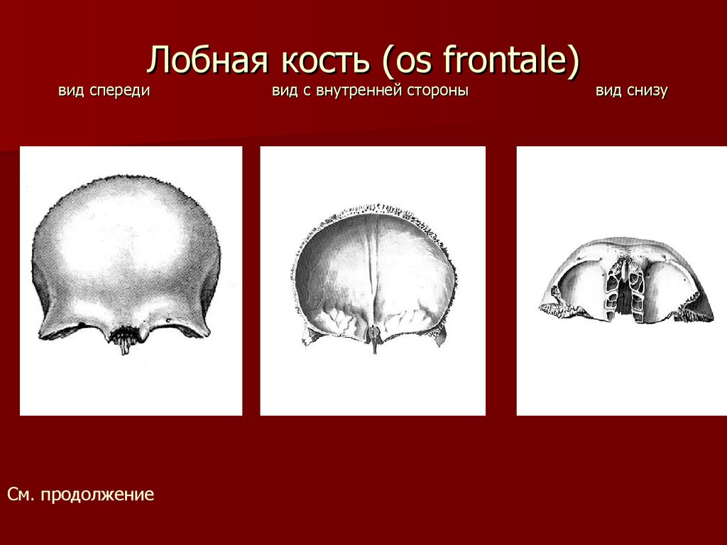 Лобная кость рисунок