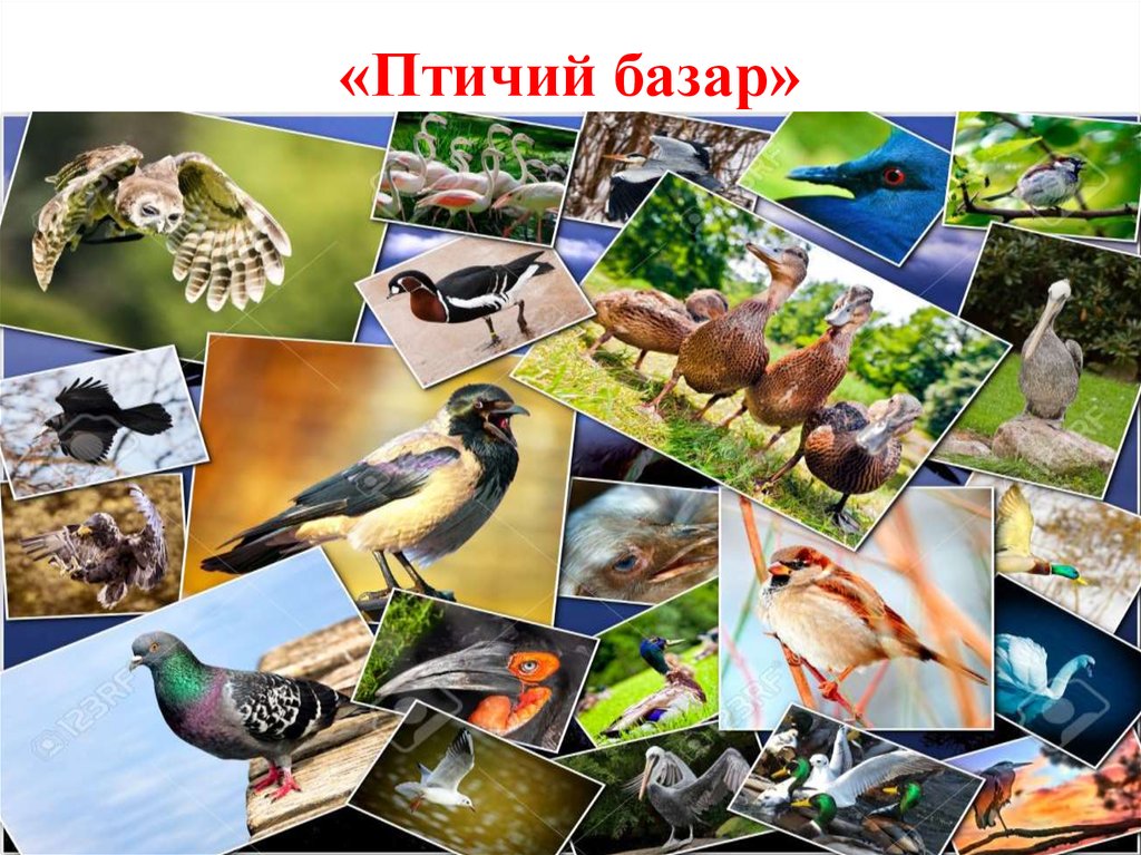 «Птичий базар»