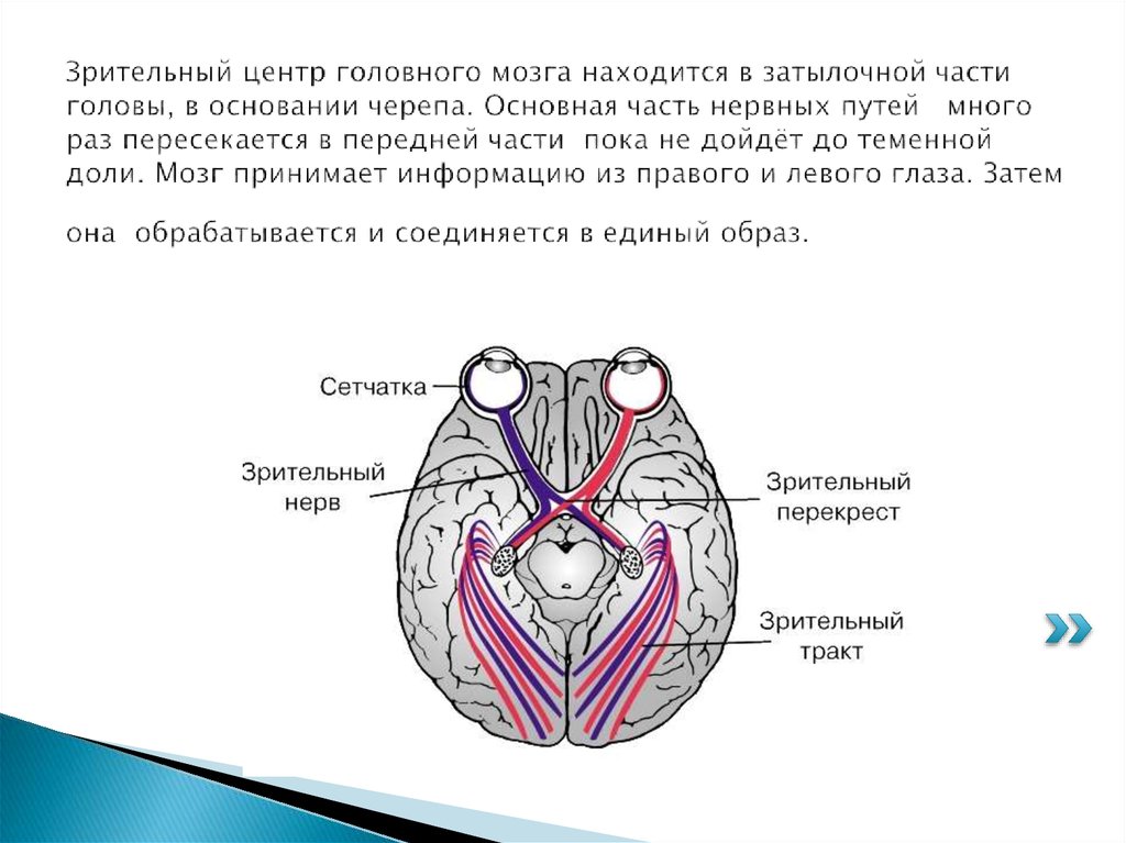 Зрительный анализатор в затылочной доле. Зрительные центры головного мозга. Зрительный центр в коре головного мозга расположен в. Где находится зрительный центр. Центр зрительного нерва в головном мозге.
