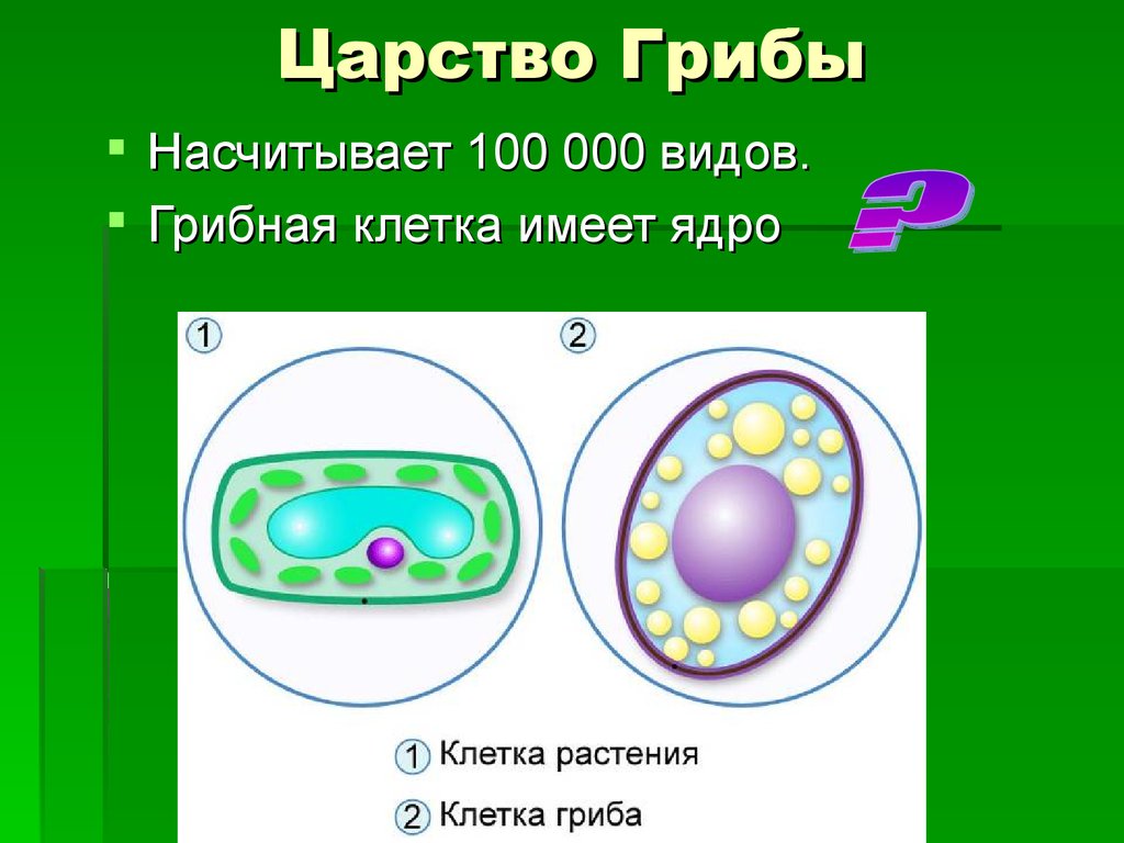Какие клетки не имеют ядра