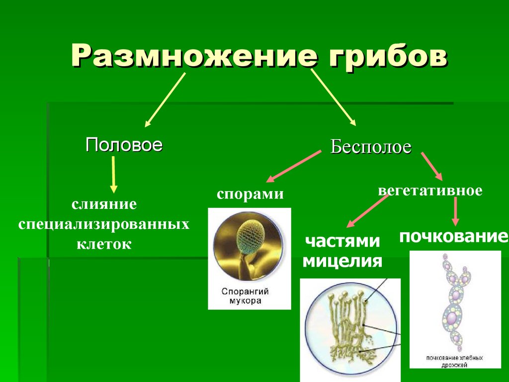 Вегетативные споры грибов. Половое размножение у грибов осуществляется с помощью. Схема способы размножения грибов. Примеры полового размножения грибов. Тип и способ размножения гриба.