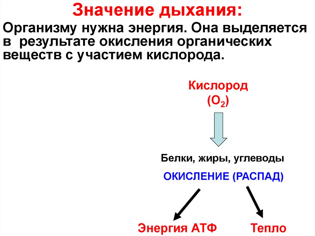 Сущность процесса состоит в. Значение дыхания для организма. Значение системы органов дыхания. Сущность и значение процесса дыхания. Сущность процесса дыхания состоит в.