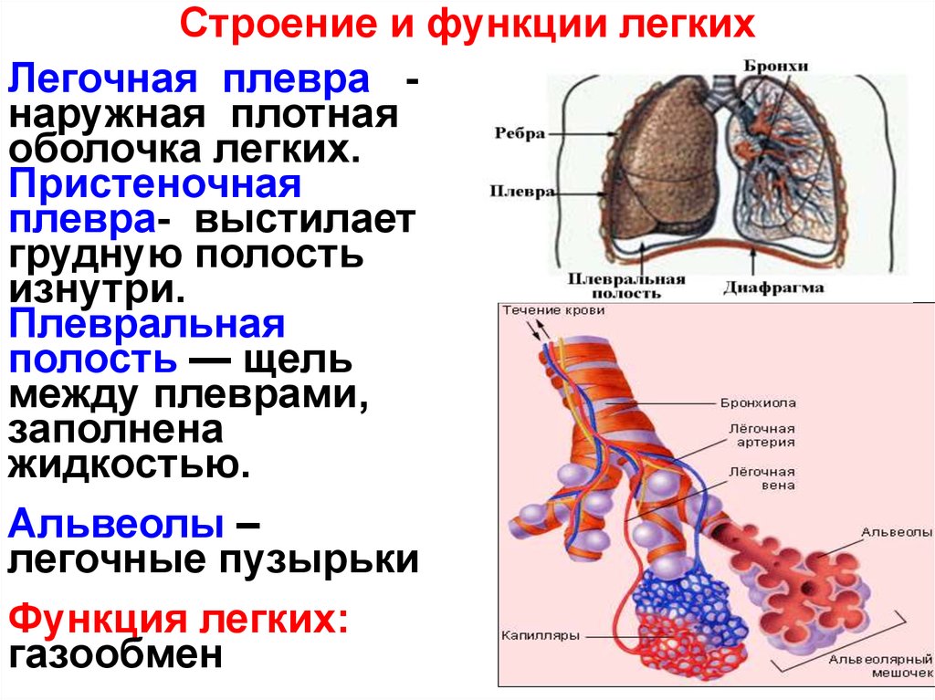 Легкие 8 класс кратко. Лёгкое анатомия строение и функции. Лёгкие человека анатомия функции. Строение лёгких и их функции. Строение и фукцции лёгких.