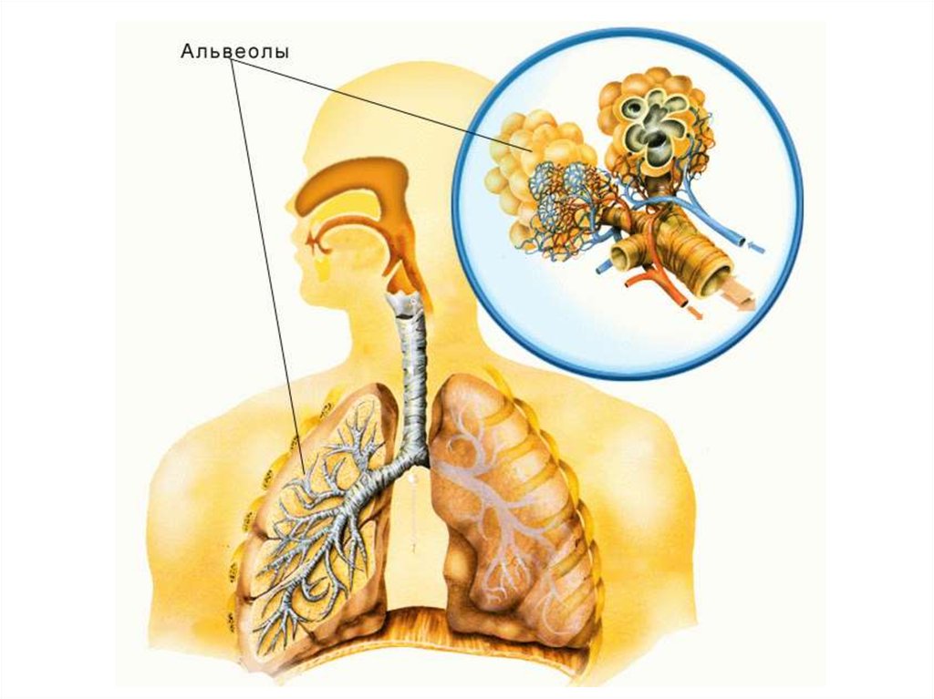 Альвеолы в легких. Дыхательная система человека альвеолы. Альвеолы легких. Лёгочная альвеола. Альвеолы в лёгких.