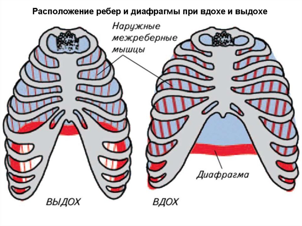 На рисунке изображены вдох и выдох человека определите