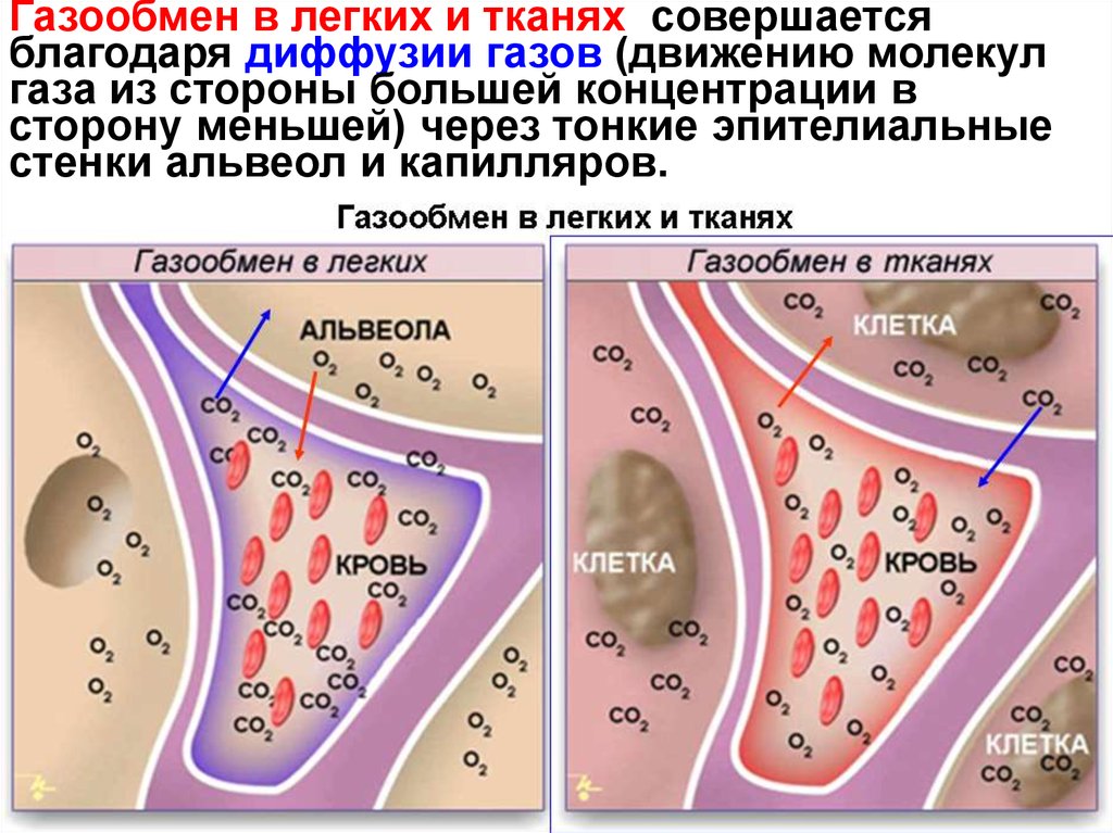 Газообмен в тканях фото