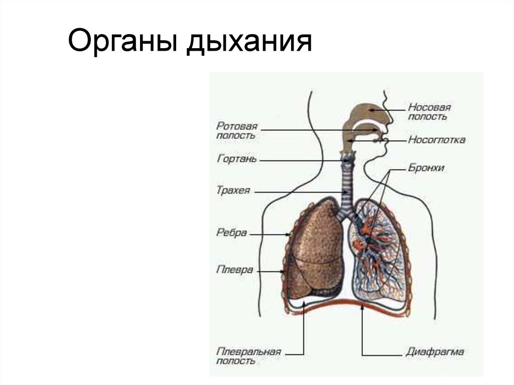Соотнесите изображение органа дыхания с представителем класса. Дыхательная система органов структура. Строение системы органов дыхания человека. Дыхательная система органов дыхания рис 52. Схема строения системы органов дыхания.