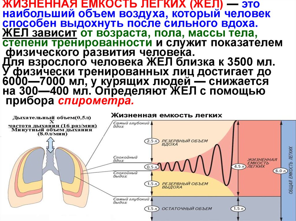 Исследование частоты дыхания человека