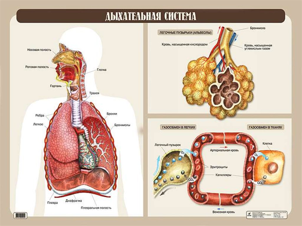 Биология человека подвергается предложение 1. Дыхательная система человека. Дыхательная система анатомия. Биология дыхательная система. Плакат органы дыхания.