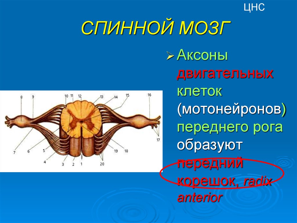 Цнс мозг. Нервная система схема спинного мозга. Аксон спинного мозга. ЦНС спинной мозг. Аксон мотонейрона передних Рогов спинного мозга.