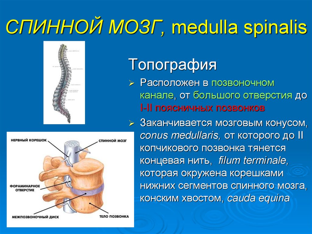 Спинной мозг находится. Медулла Спиналис. Топография спинного мозга. Топография спинного могза. Спинной мозг, Medulla spinalis:.