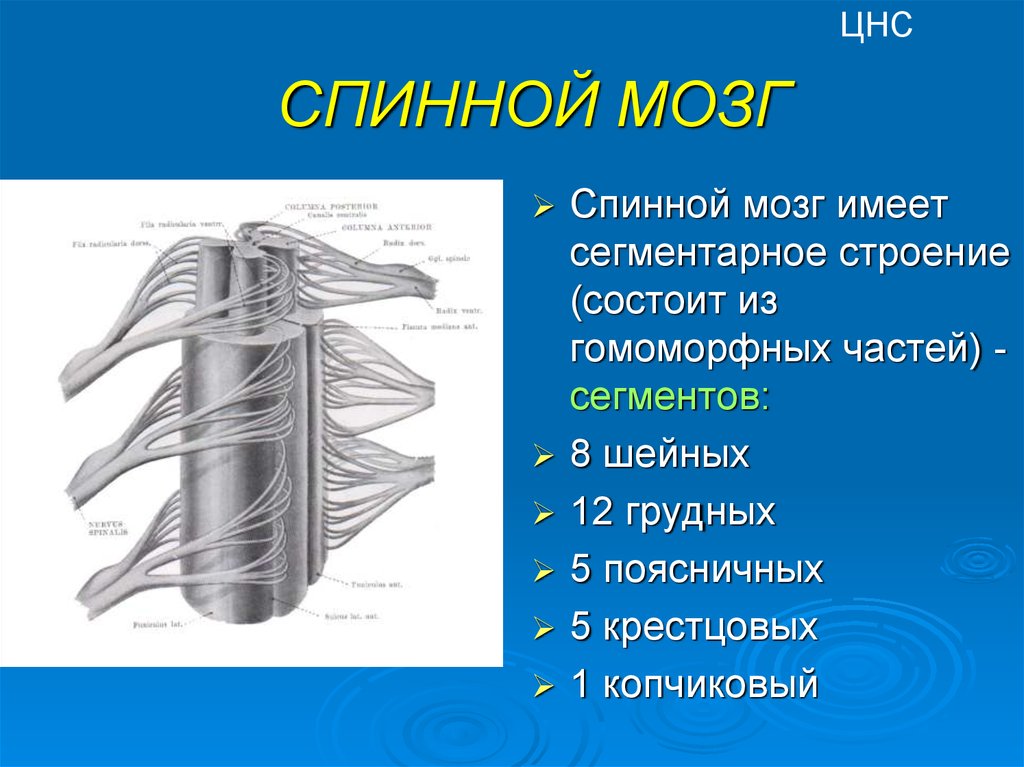 Строение спинного мозга нерва. Центральная система спинной мозг. Сегментарное строение спинного мозга. Нервная система спинной мозг анатомия. Строение центральной нервной системы спинной мозг.