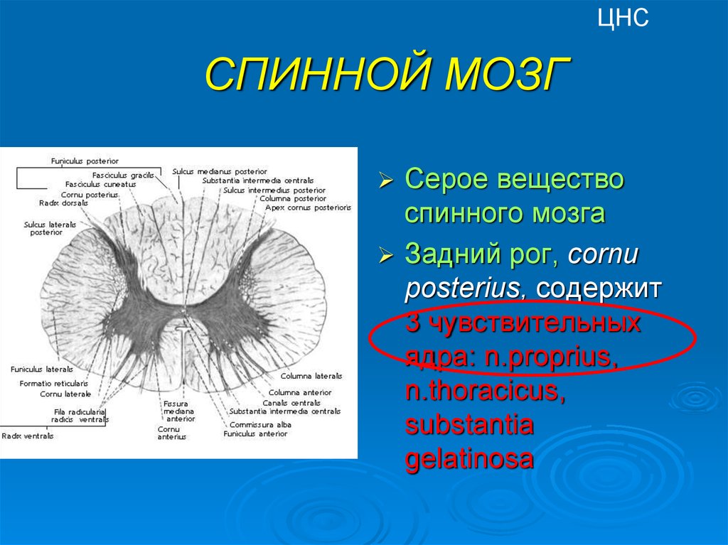 Презентация по спинномозговым нервам