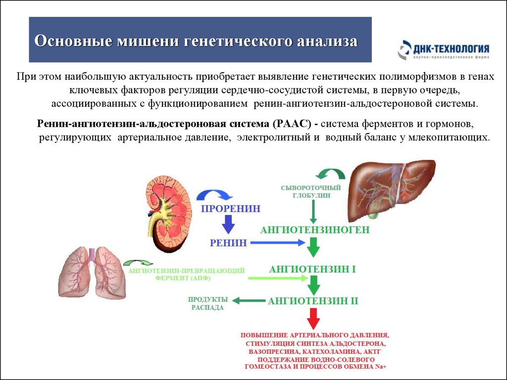 Актг норма у женщин. АКТГ функции. АКТГ гормон. АКТГ анализ. Мишень для АКТГ.