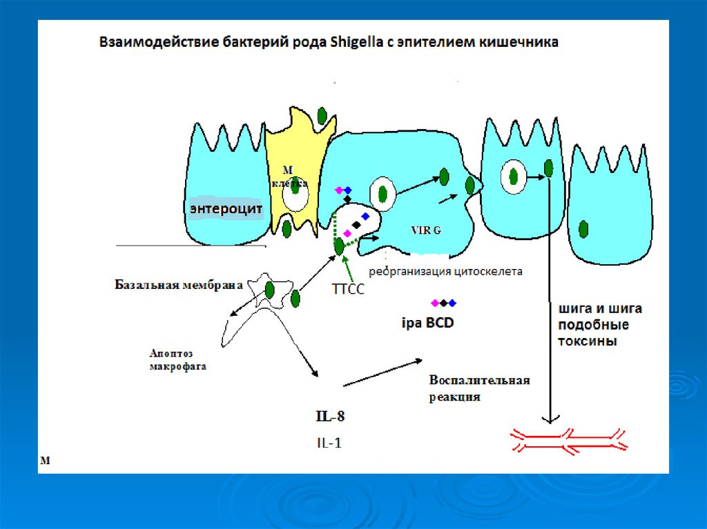 Формы взаимоотношений микроорганизмов. Взаимодействие бактерий. Взаимоотношения бактерий. Взаимоотношения микроорганизмов. Взаимодействие между микроорганизмами.