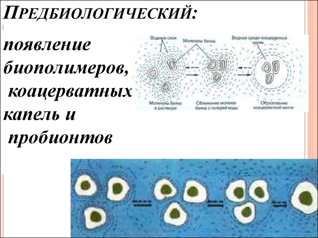 Образование коацерватов появление прокариотических клеток