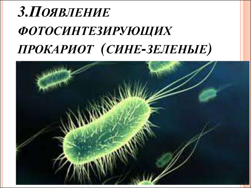 Почему бактерии вирусы одноклеточные водоросли. Одноклеточный микроорганизм прокариоты. Строение бактерии прокариот. Доядерные организмы прокариоты. Прокариотные одноклеточные организмы.