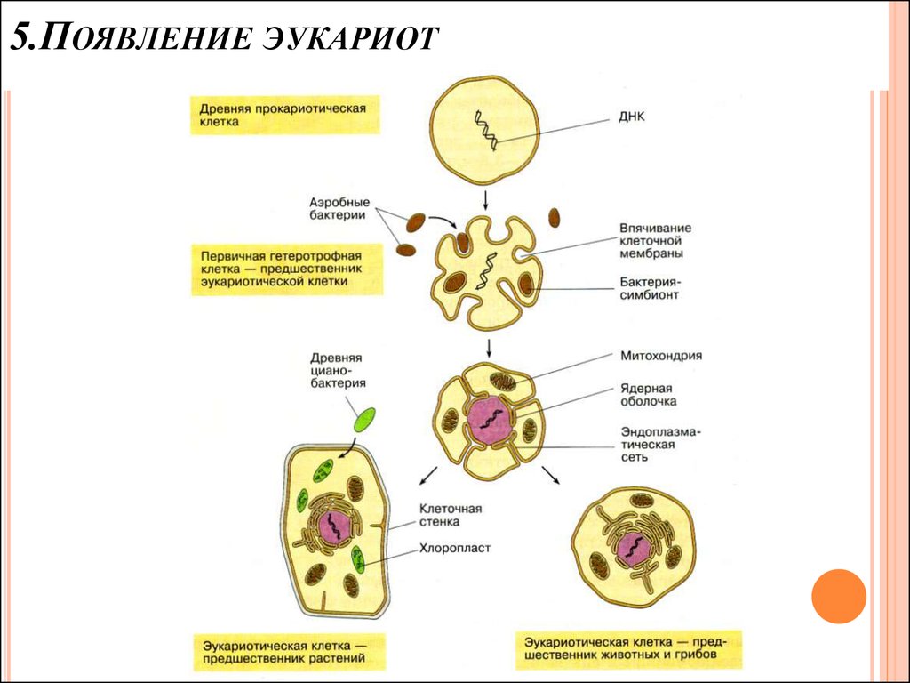 Эволюция клетки картинки