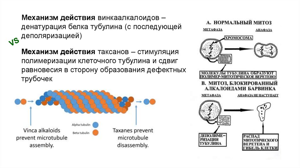 Механизм действия. Механизм действия винкаалкалоидов. Механизм действия Таксанов. Паклитаксел механизм действия. Денатурирование белков механизм действия.