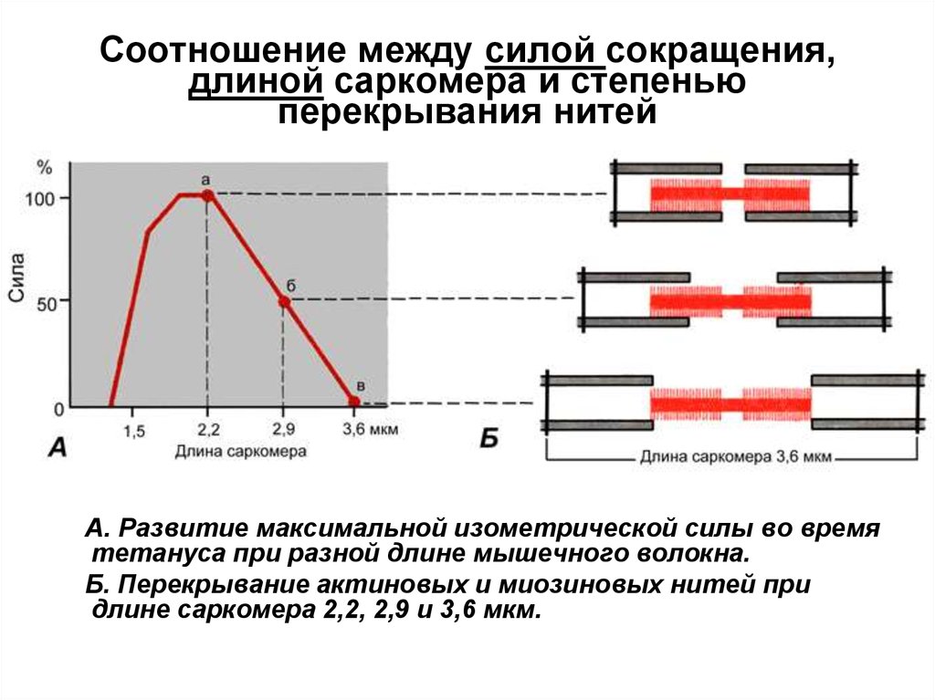 Влияние нагрузки на мышцы. Зависимость силы сокращения мышцы от ее исходной длины. Зависимость силы сокращения от длины саркомера. Сила сокращения мышц. Взаимосвязь между силой и скоростью мышечного сокращения.