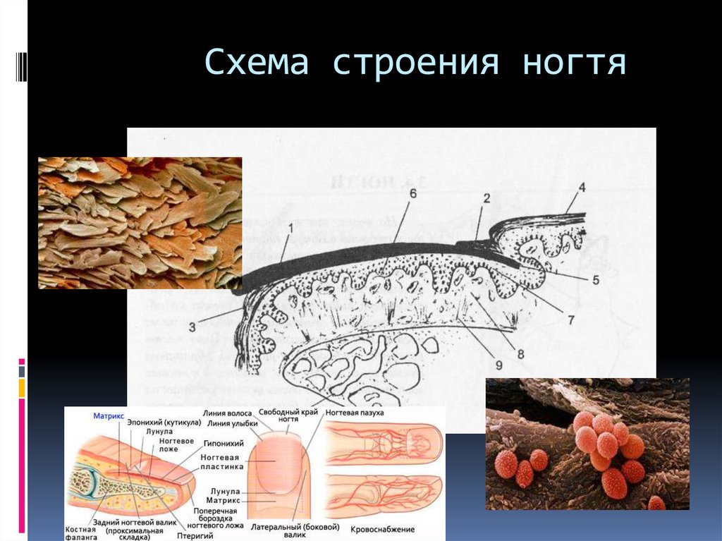 Дорсальный слой. Ногтевая пластина строение гистология. Строение ногтя. Строение ногтя под микроскопом. Строение ногтя гистология.