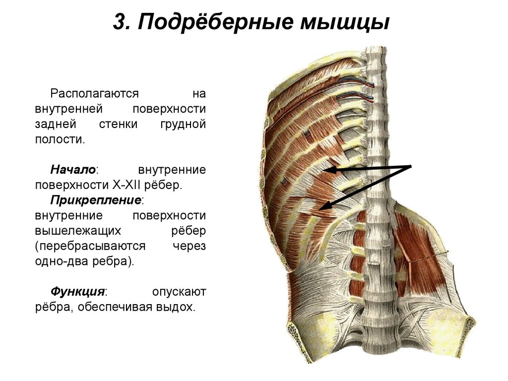 Грудная стенка. 3.Подрёберные мышцы (mm. Subcostales). Внутренние межреберные мышцы сбоку. Подреберные мышцы грудины. Наружные межреберные мышцы начало прикрепление функции.