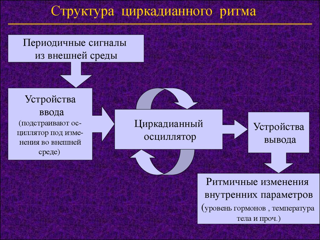 Под изменения. Циркадианные (околосуточные) ритмы. Регуляция циркадианных ритмов. Мультиосцилляторная модель биоритмов. Ритм структура.