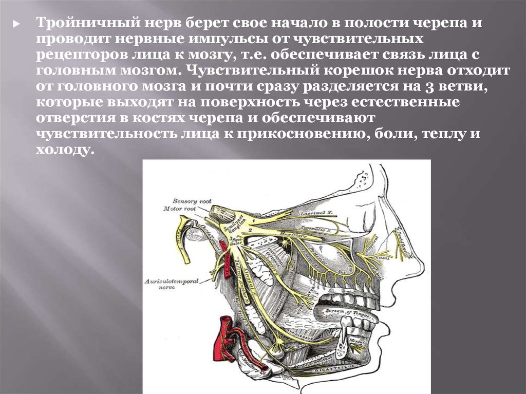 Лицевой нерв череп. Клиническая анатомия тройничного нерва. Чувствительный корешок тройничного нерва. Тройничный нерв мост. Тройничный нерв (n. trigeminus).