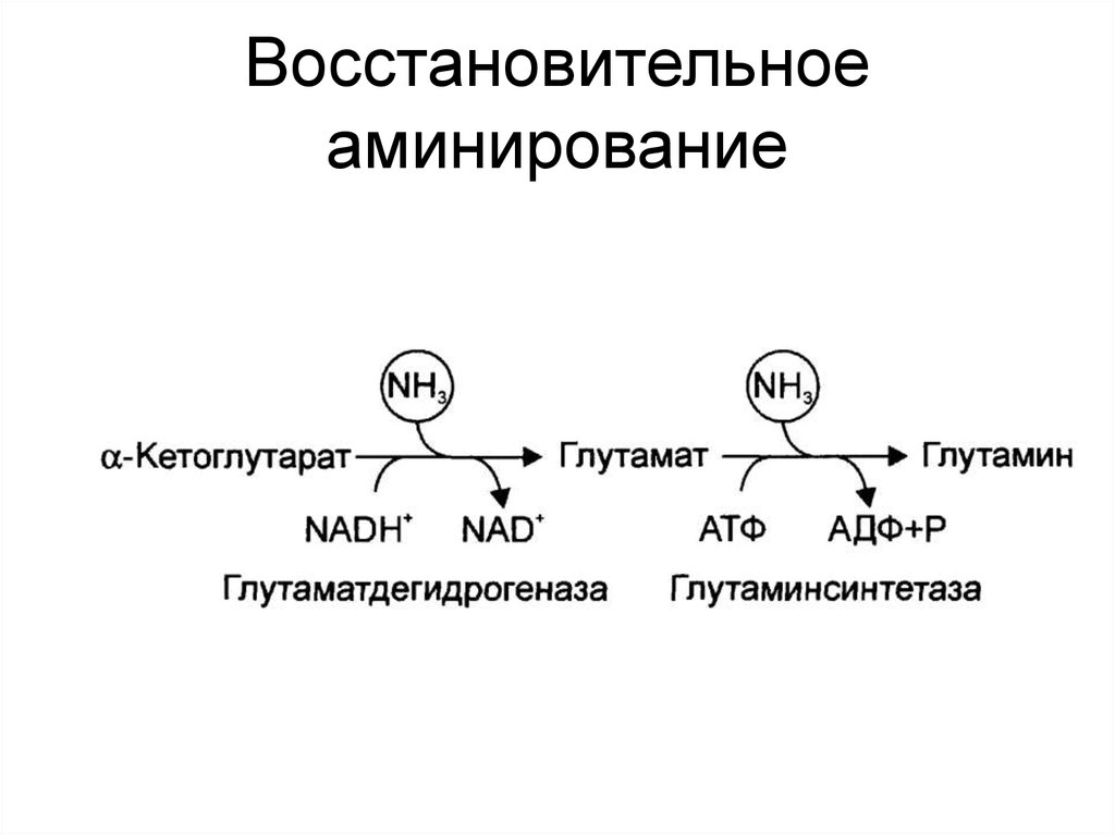 Первичный синтез. Восстановительное аминирование Альфа кетоглутарата. Реакция восстановительного аминирования. Реакции восстановительного аминирования Альфа кетоглутарата. Восстановительное аминирование α-кетоглутарата.