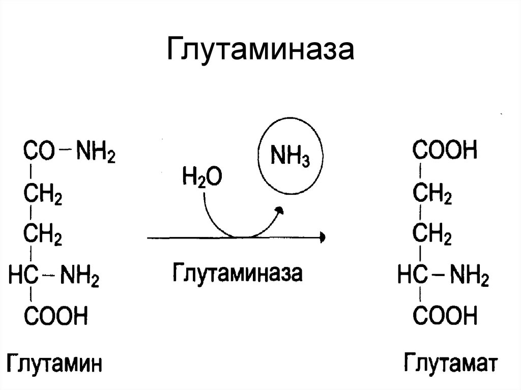 Nh3 схема. Глутамин формула биохимия. Глутамин структурная формула. Синтез глутамина из глутамата. Глутамин в глутамат реакция.