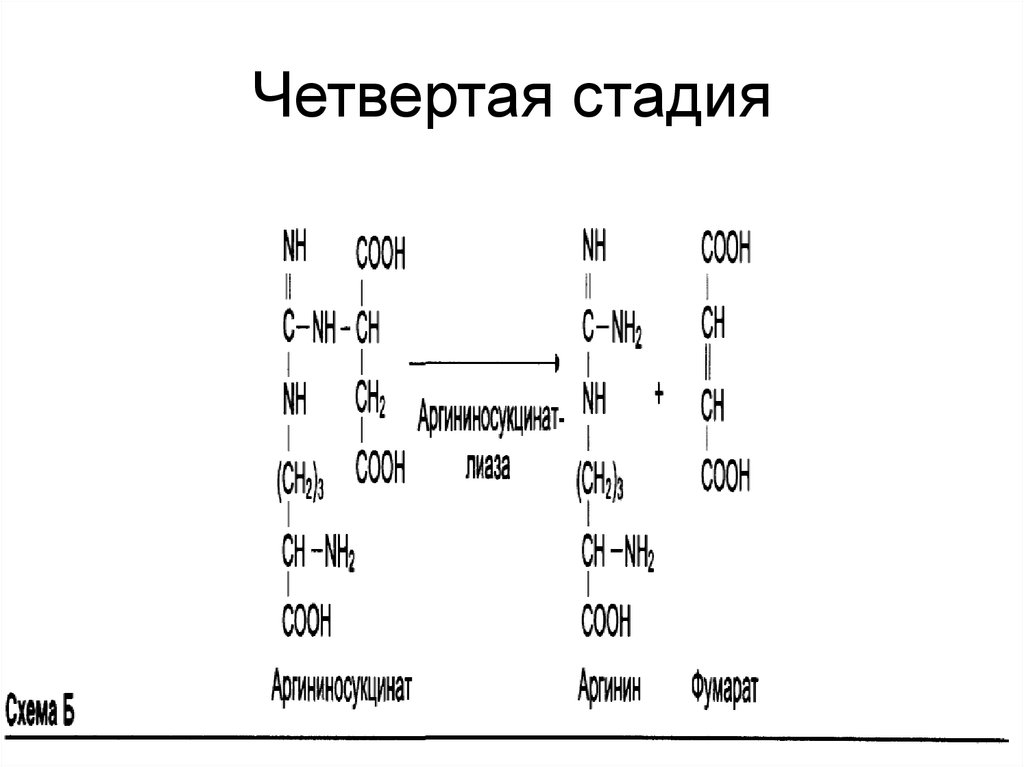 Продукты обмена аминокислот