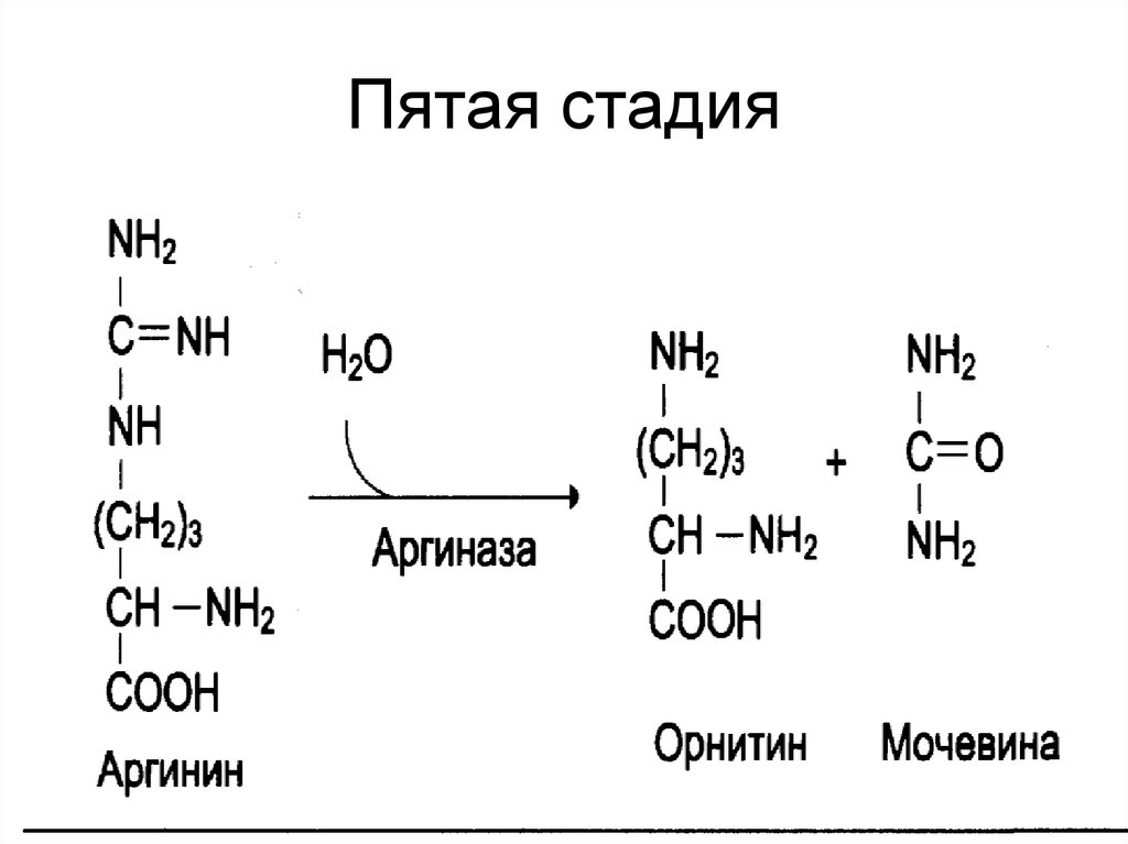 Пятый этап. Пятая стадия. Мочевина с азотистой кислотой. Пятая фаза.